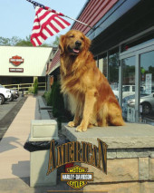Auggie Doggie