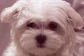 Petie