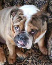Rocco Starr