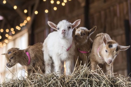 Goat Yoga