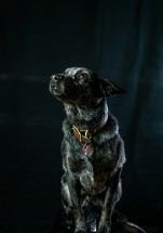 Audrey
