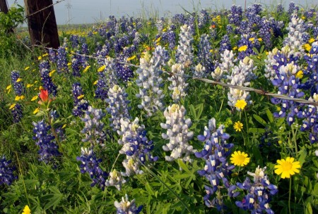 AEHOG 2021 Spring Wildflower Ride