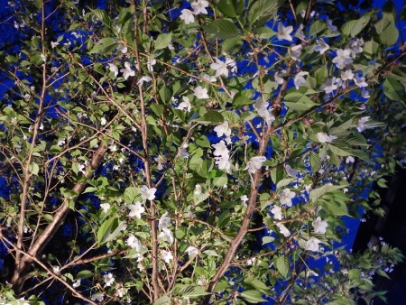 夜桜も見れますよ。