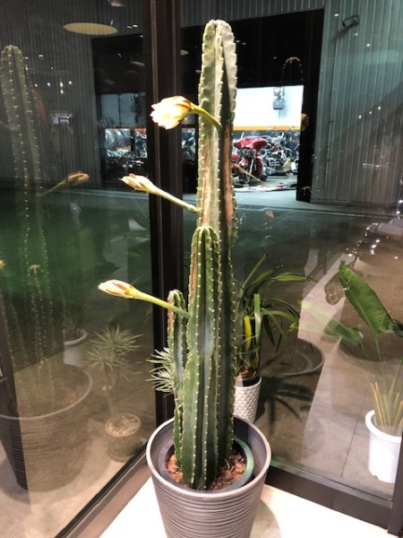 【番外編】サボテンの花が、咲きました!!!